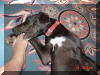 Daphne is a Black Great Dane Daphne Black Great Dane Breeder Marshfield, Missouri 65706 U.S.A.